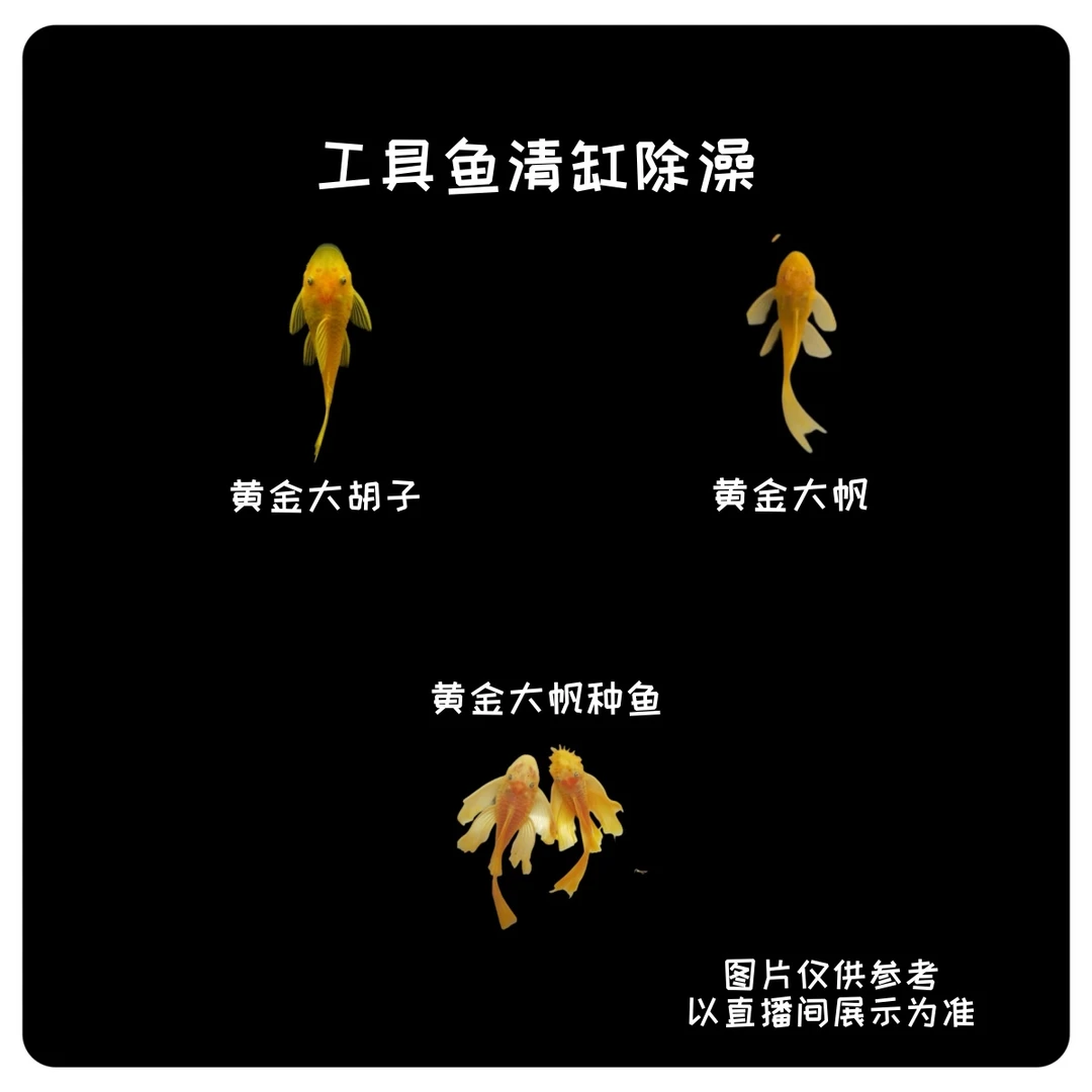 【大树水族】黄金大胡子 黄金大帆工具鱼 绿龙胡子 清缸除澡