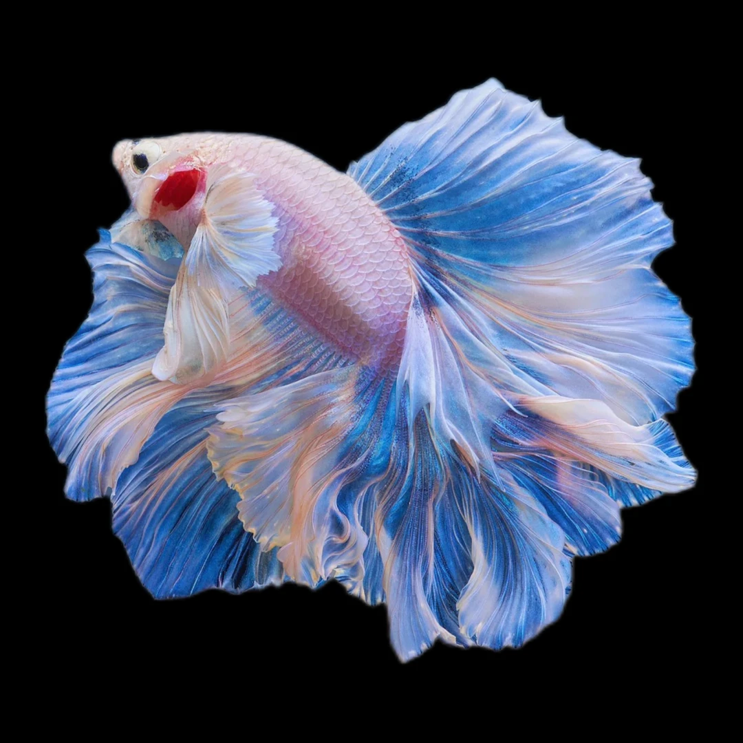 701-821号泰国半月斗鱼精品大耳观赏鱼热带鱼