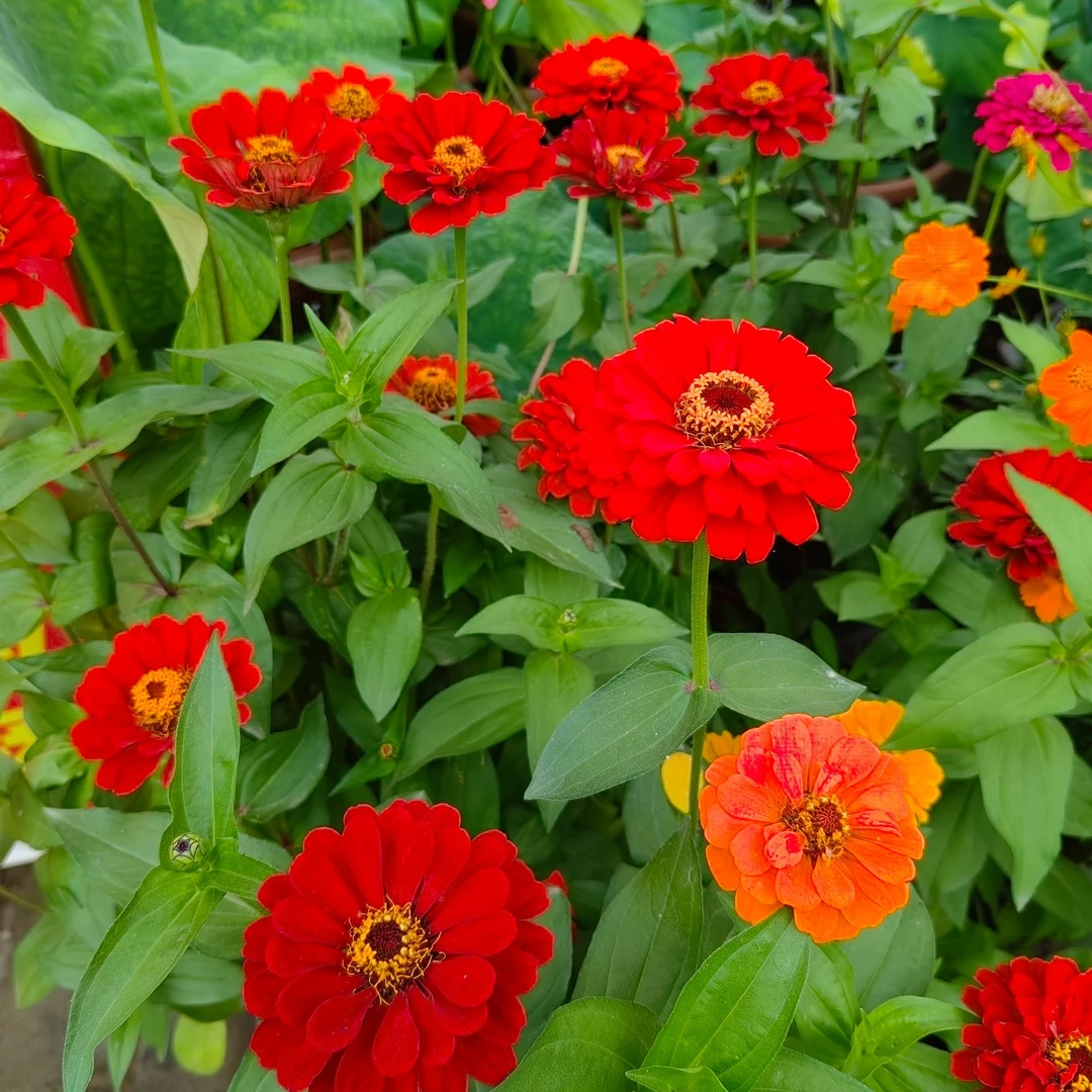 百日草步步高（花开百日）