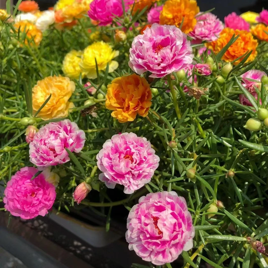 太阳花 半枝莲（重瓣）