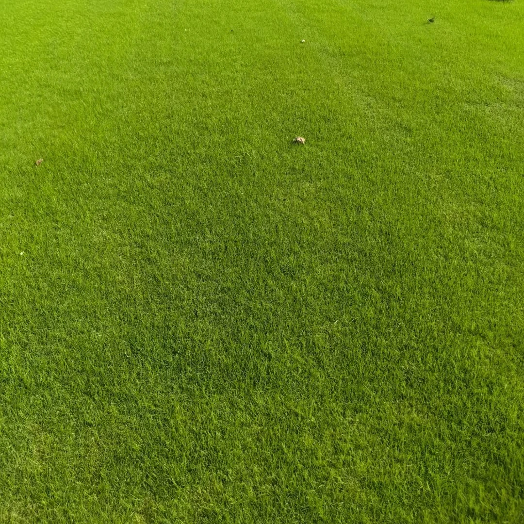 果岭草（耐踩踏户外露营）