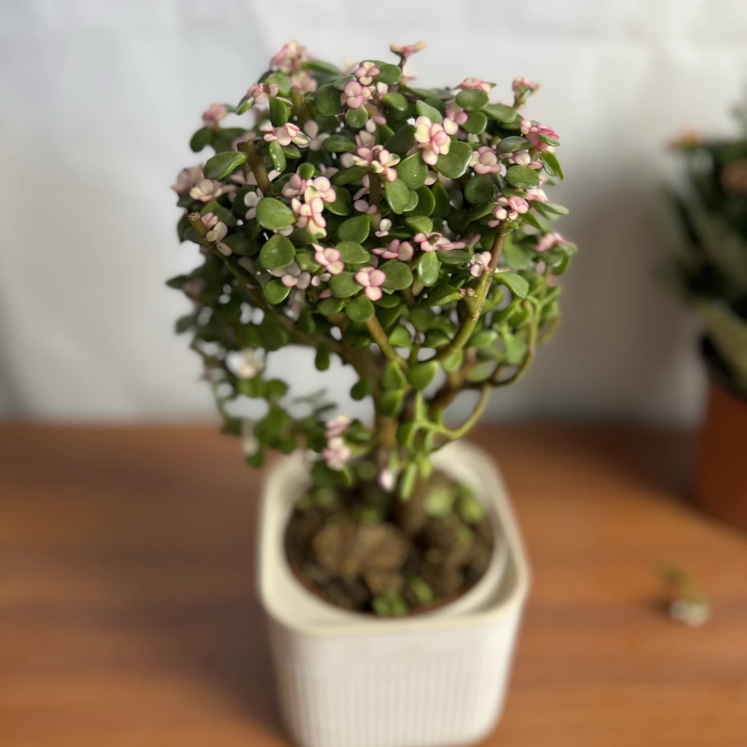 西藏包邮金枝玉叶棒棒糖多肉花植物带盆室内好养盆栽多肉老桩大颗