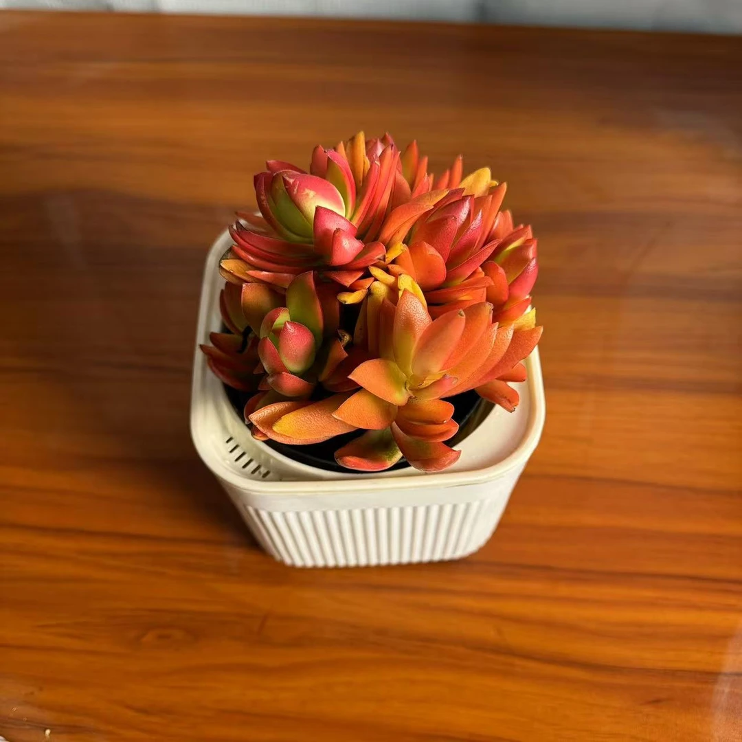 西藏包邮火祭红叶祭多肉植物花卉蒸蒸日上红红火火阳台办公室