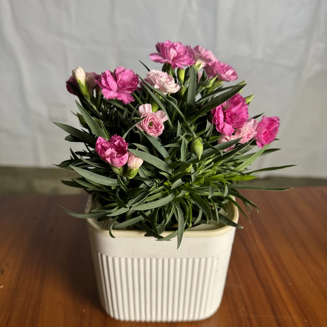 西藏包邮康乃馨盆栽室内阳台开花庭院鲜花绿植净化空气