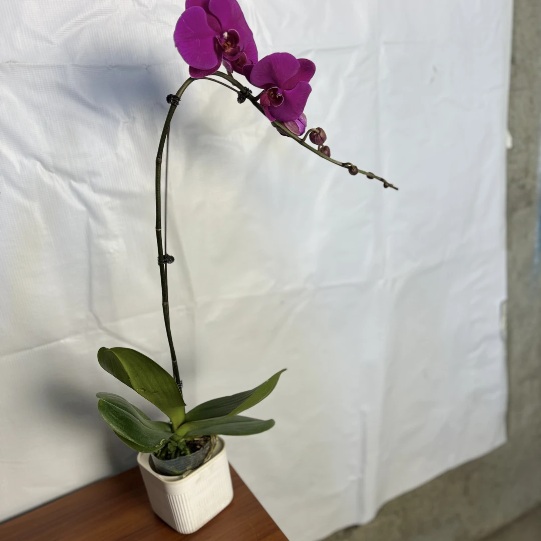 西藏包邮蝴蝶兰盆栽四季花卉盆景植物带花室内兰花送长辈领导白色