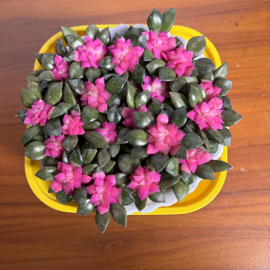 西藏包邮绿植·吹雪棉