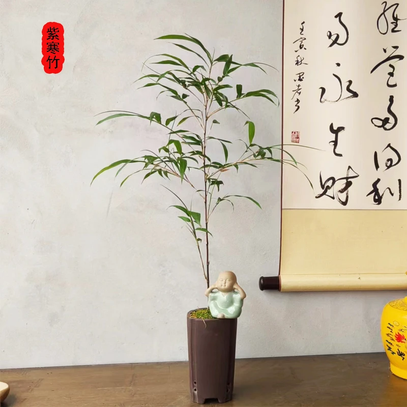 紫寒竹日本进口紫黑色竹杆室内阳台桌面绿植物盆栽观赏稀有微盆景