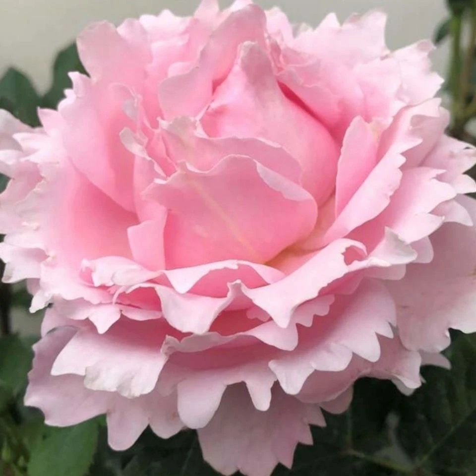 大花浓香月季花苗新品索菲罗莎/中苗罗莎淡粉色月季长势好抗病强