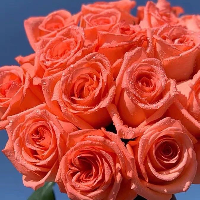 捡漏！中苗品种不区分月季花土球发货