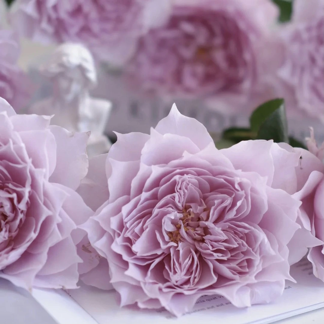 幻紫月季扦插花苗丰花灌木多季开花淡香耐热盆栽地栽阳台木本花卉