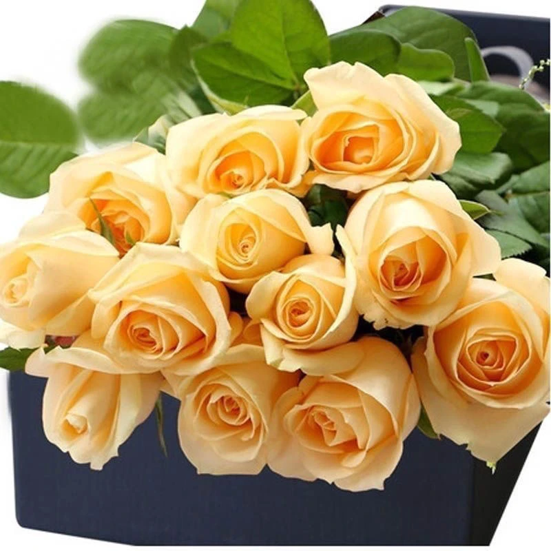 蜜桃雪山中苗月季花苗玫瑰多季开花阳台经典切花香槟色月季花阳台