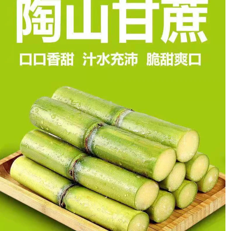 陶山青皮甘蔗单节顺丰包邮