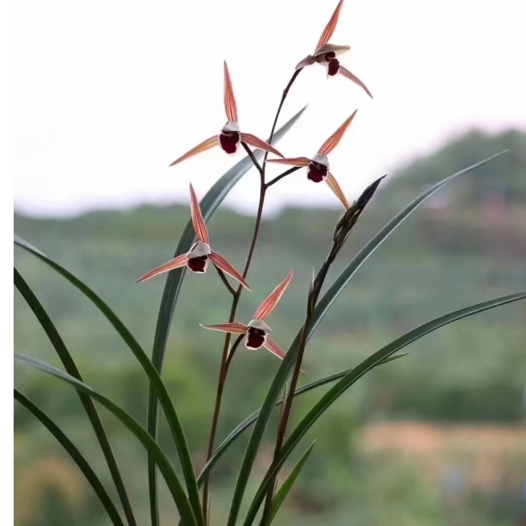 兰花铭品秋冬季节上花赏花寒兰色花丸姬（红苹果）金奖绿植盆栽淑雅