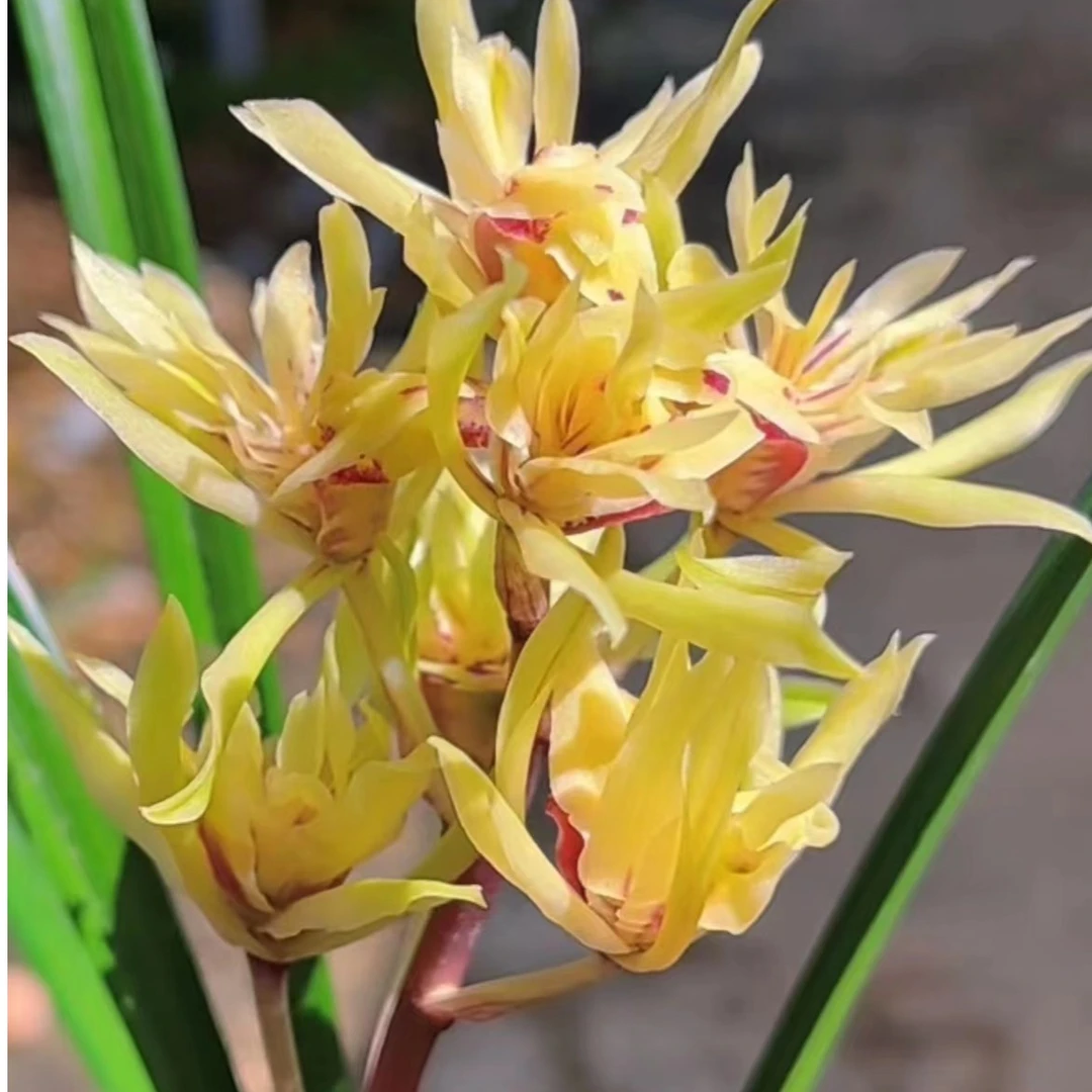 兰花绿植盆栽花艺双全名品寒兰奇花名品秋冬季节上花（金凤）浓香
