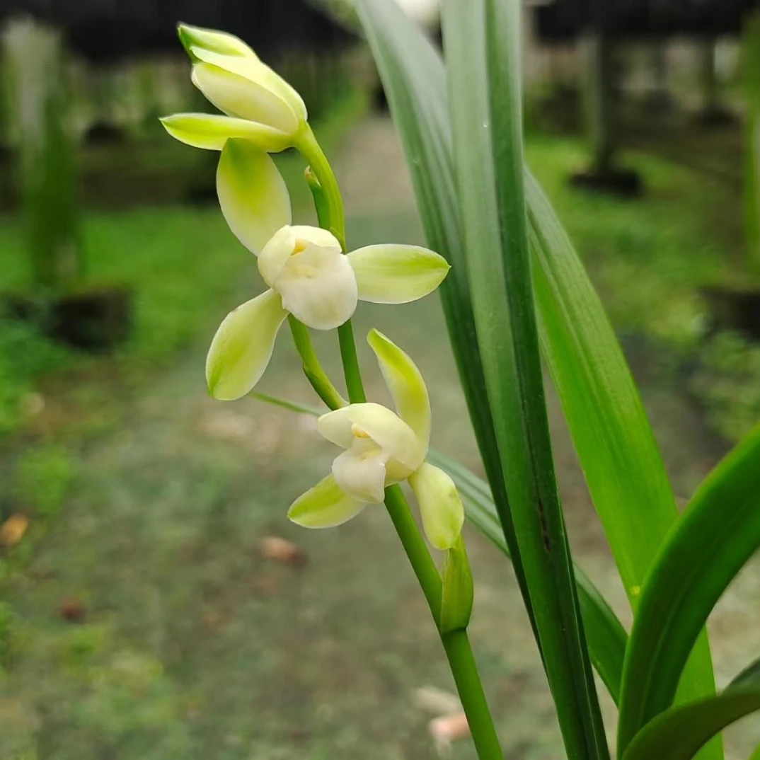 建兰素花名品(大唐宫粉)带花浓香型兰花室内盆栽绿植好养花卉兰花