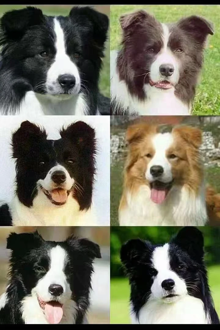 蓝色牧场《宠物相册》定金（拍这个）