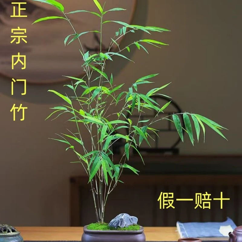精品高档内门竹盆景室内书房高雅盆栽茶桌好养禅意小盆景