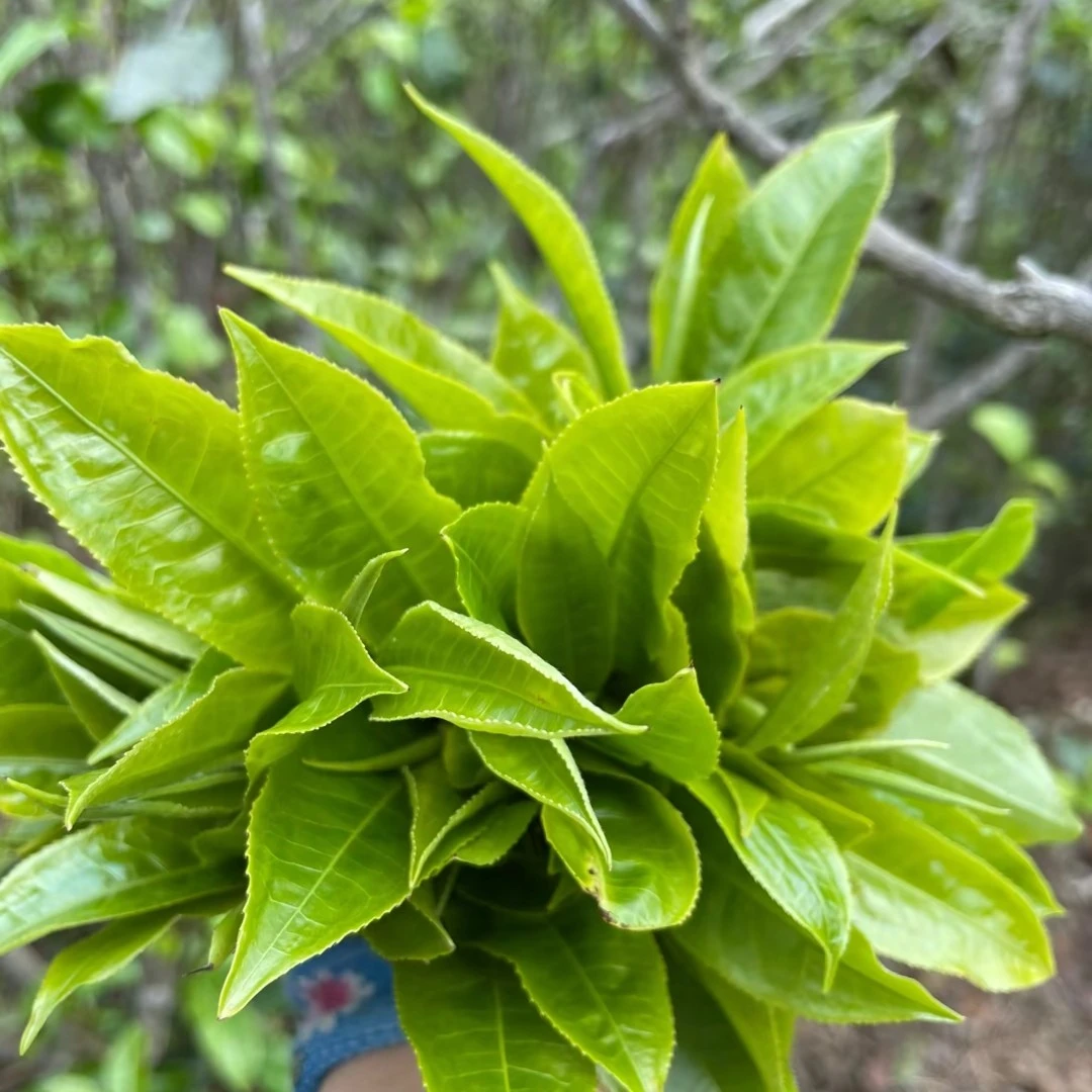 冰岛普洱茶福利系列