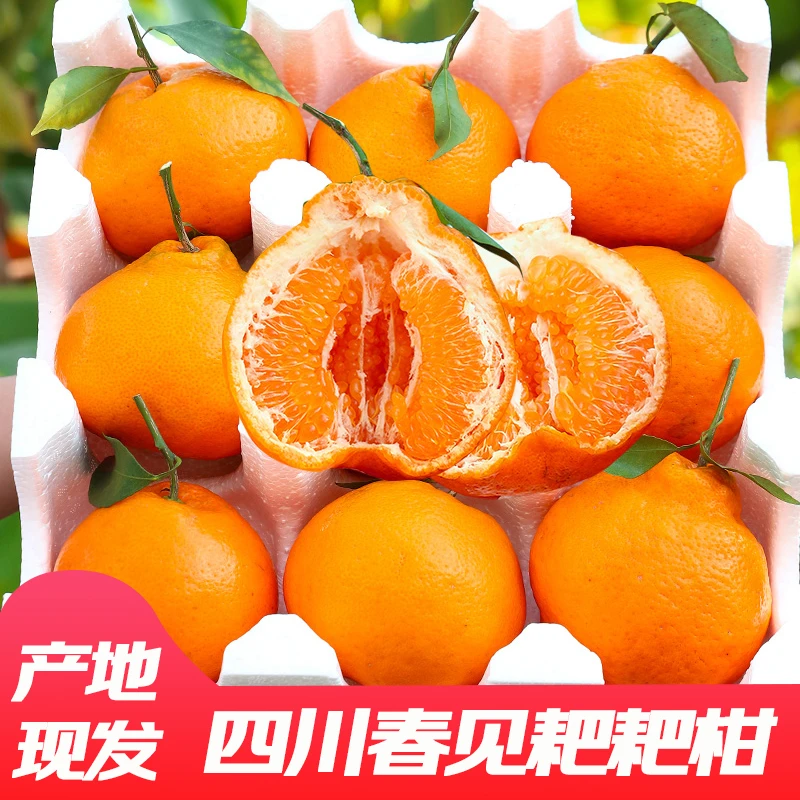 爆汁正宗春见四川春见耙耙柑甜橘现摘耙耙柑酸甜直发香甜皮薄甜度