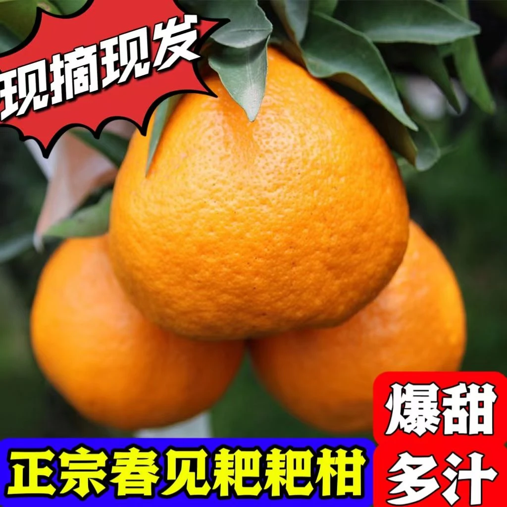 爆汁正宗春见四川春见耙耙柑甜橘现摘耙耙柑酸甜直发香甜皮薄甜度