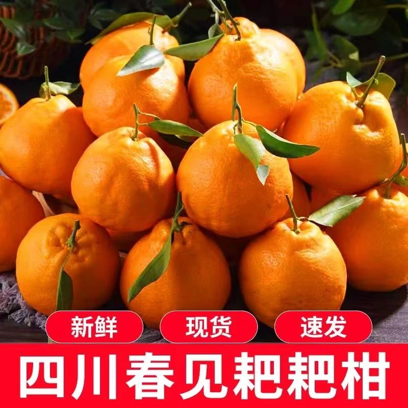 四川浦江春见耙耙柑新鲜水果丑橘耙耙柑桔子优质无核发货保鲜酸甜