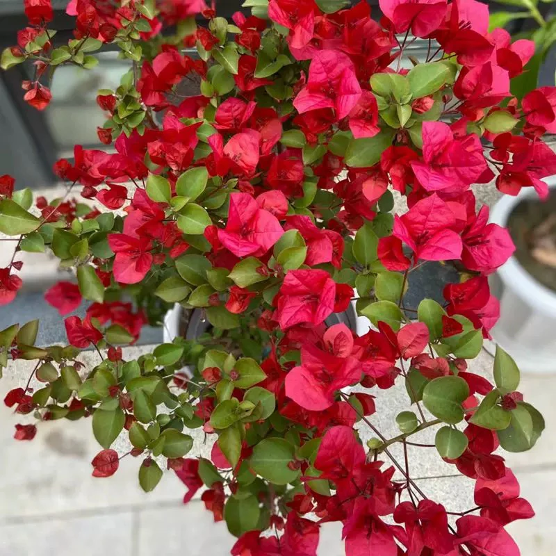 三角梅中国红盆栽带花发货精品树苗四季开花室内爬藤植物巴西紫