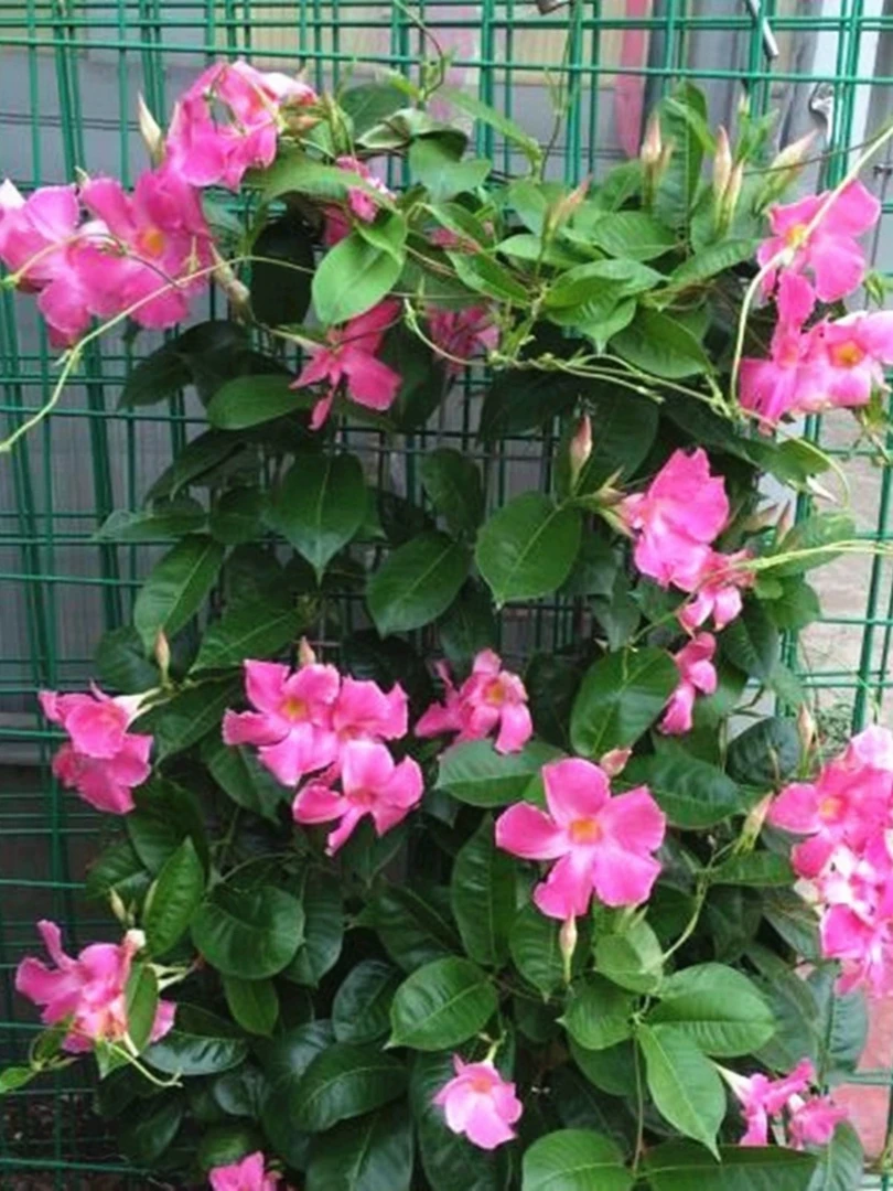 粉色飘香藤四季开花爬藤植物带花苞庭院外室内阳台花卉盆栽双喜藤