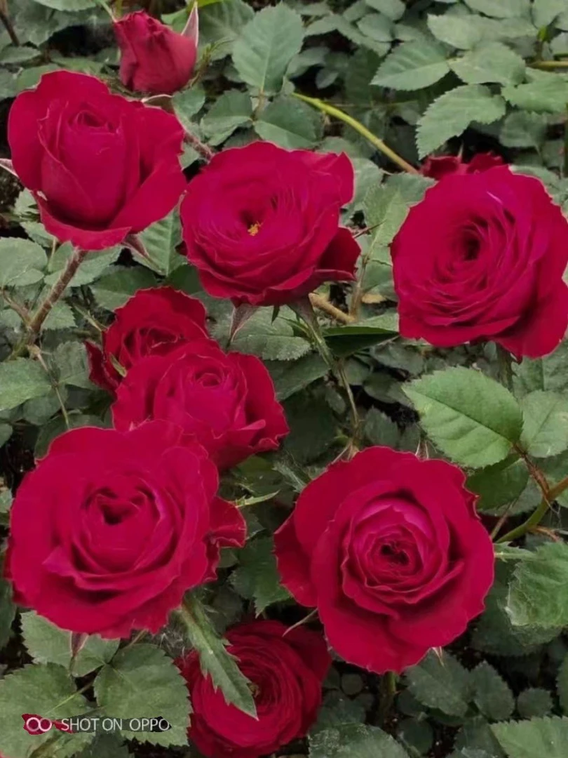 红苹果灌木玫瑰乌鲁木齐发货包邮