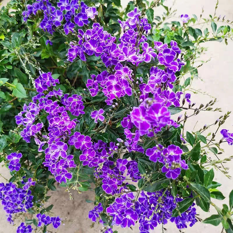 巧克力花卉盆栽阳台庭院好养耐热花卉四季开花植物