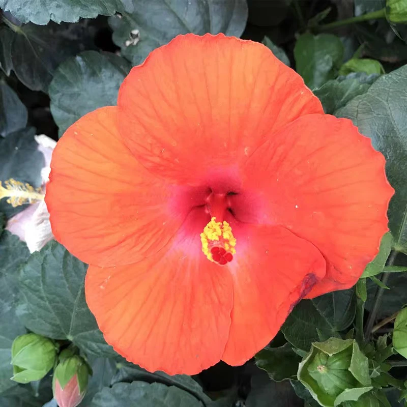 橘黄色桑叶牡丹四季盆栽朱瑾牡丹草花卉植物室内阳台开花绿植物