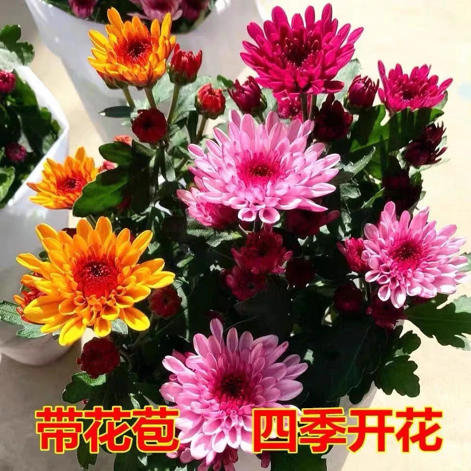 彩色荷兰菊盆栽四季开花大花型多头菊九月菊苗带花和花苞发货包邮