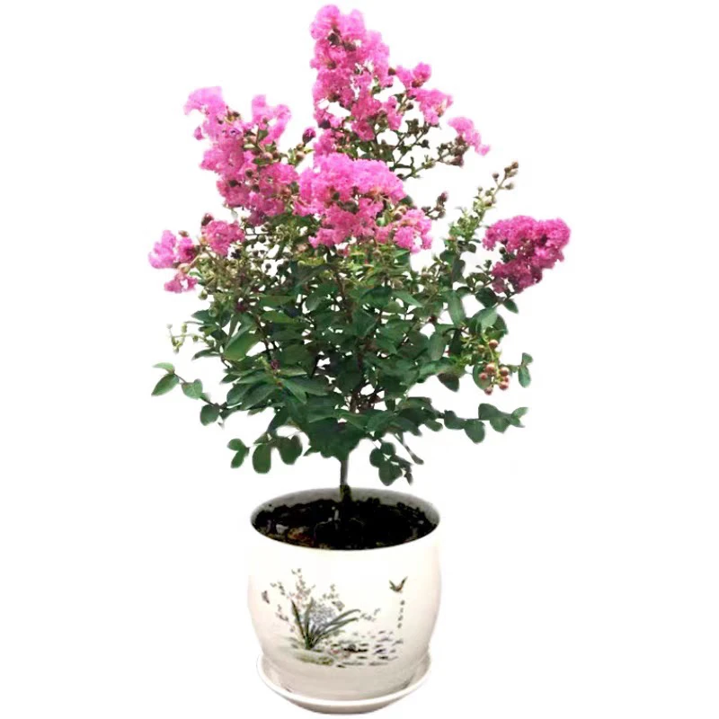 棒棒糖紫薇花盆栽带花苞多年生室外庭院公园植物当年开花木本耐寒