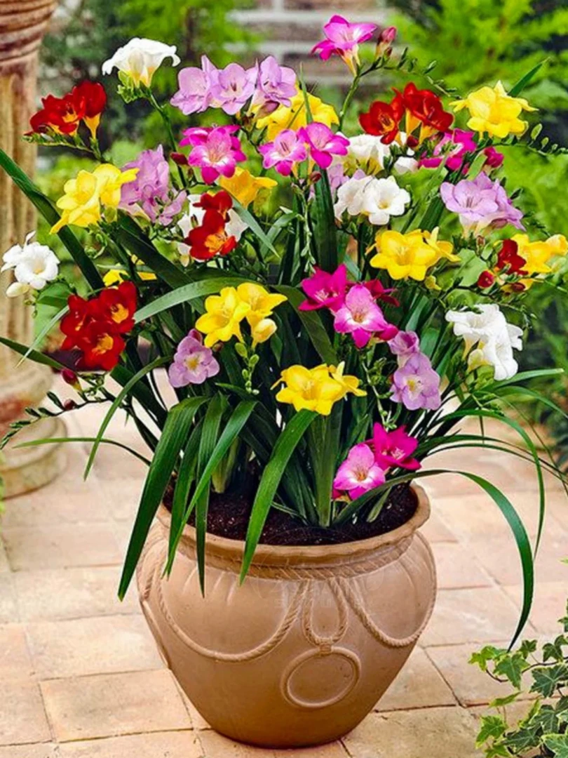 香雪兰种球四季开进口重瓣好养活阳台鲜花发6个种球带花盆