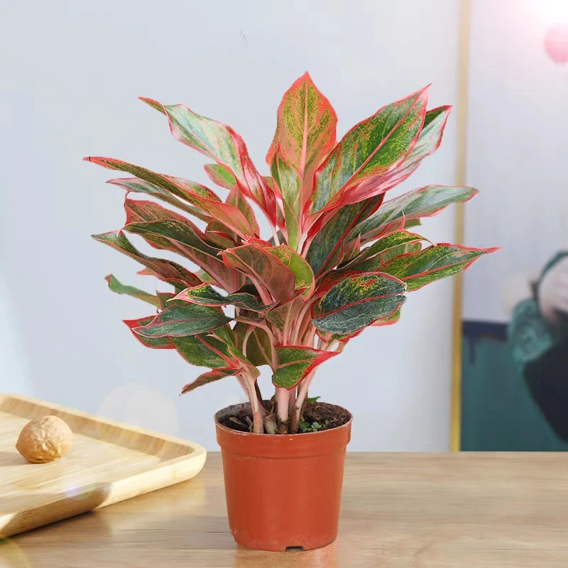 万年红盆栽水养水培植物办公室花卉吸甲醛绿植九里香多肉易活四季