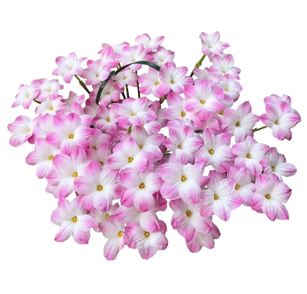 进口风雨兰种球室内好养阳台楼顶耐热花卉四季20个种球带盆发货