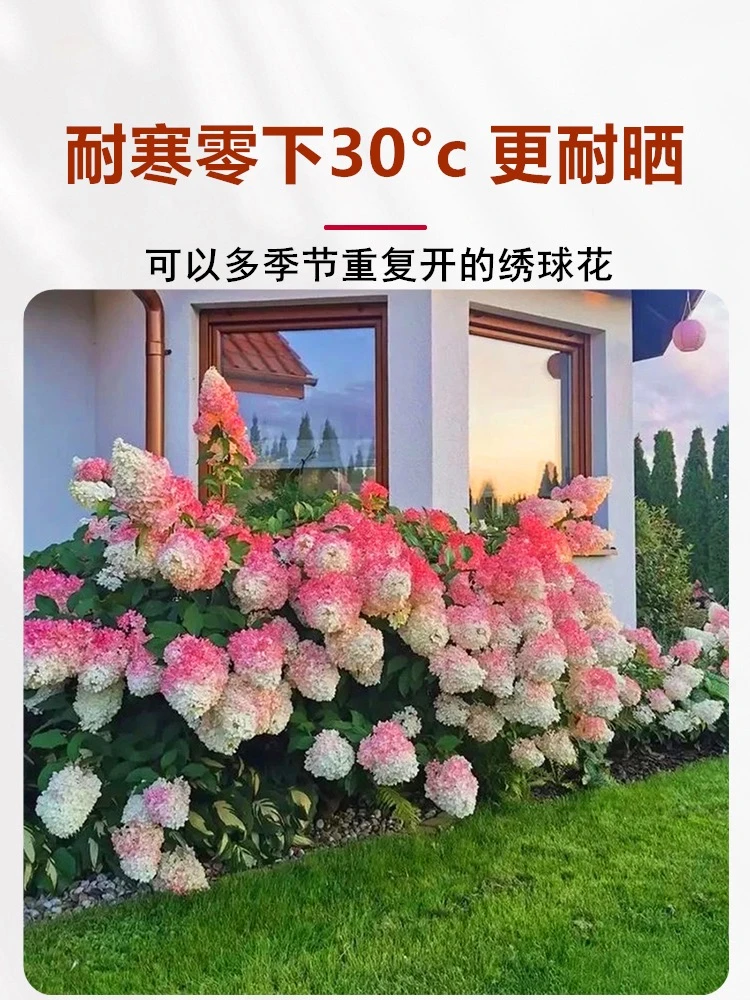 大花圆锥绣球地栽木本耐寒香草草莓180红色的花盆一盆花