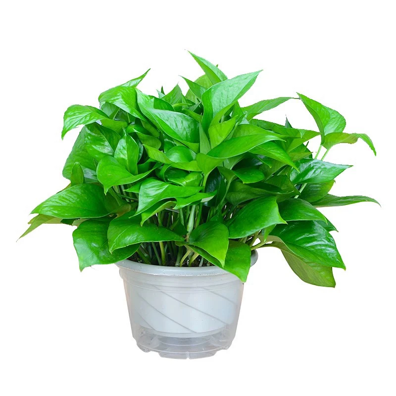 绿萝一盆栽吸甲醛长藤植物花卉新房净化空气绿植易活