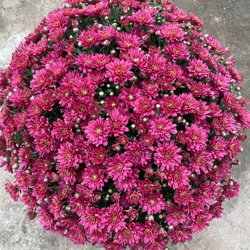 球形淡紫色四季荷兰千头菊花盆栽地栽已活过冬植物