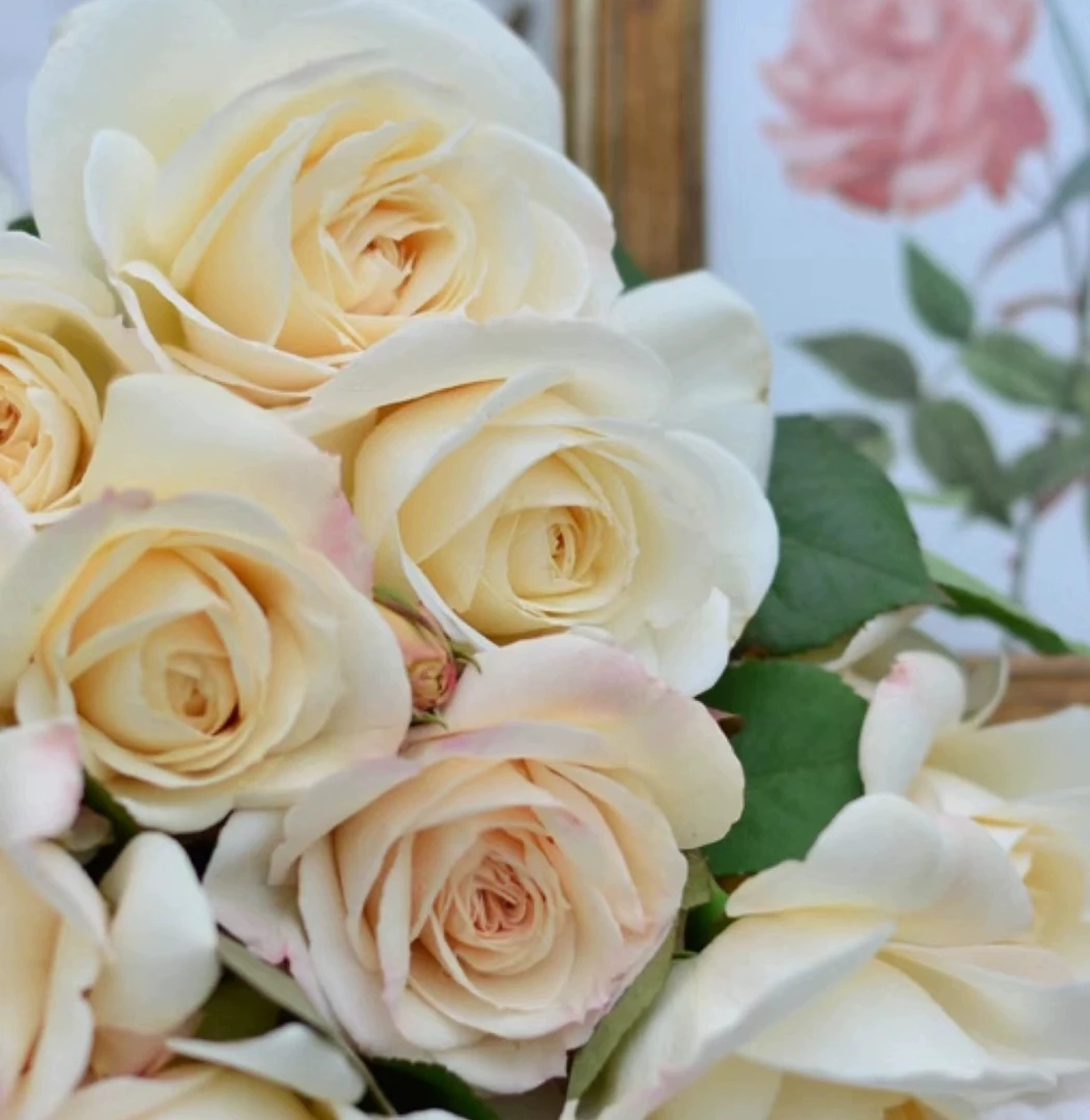 比利时公主阳台盆栽月季庭院地栽耐寒耐旱抗病勤花切花玫瑰分枝好