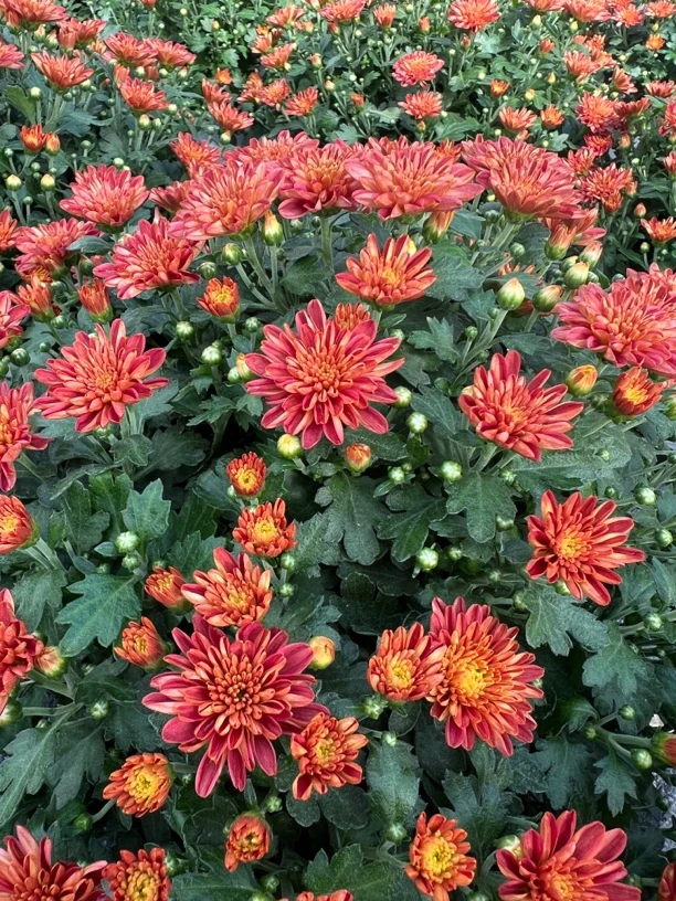 橙色菊花盆栽四季荷兰千头菊花盆栽地栽已活过冬植物