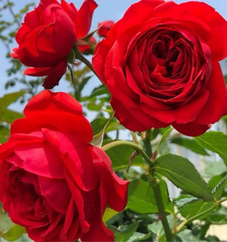 红苹果月季花苗大花浓香开花正红色切花玫瑰四季庭院盆栽花卉欧月