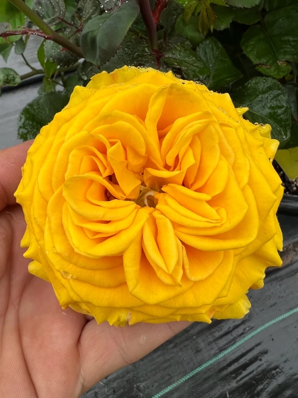 进口欧洲月季浓香二加仑花盆根嫁接苗子包邮