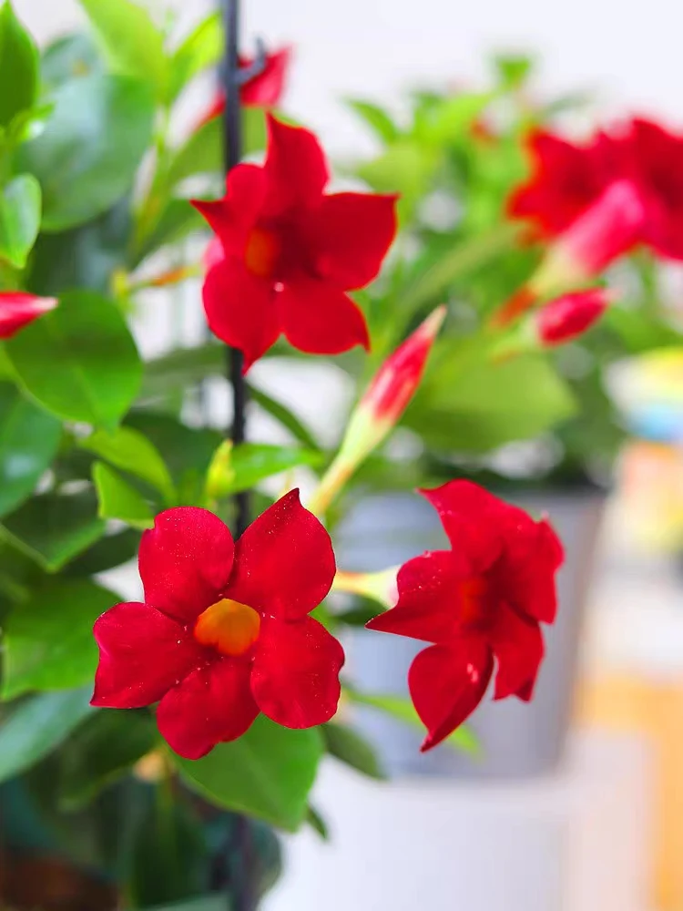 红色飘香藤绿植盆栽花卉四季开花室内阳台爬藤植物庭院