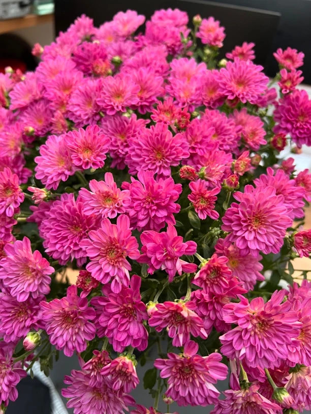 粉色千头菊盆栽 糖果菊庭院阳台多年生宿根球菊 耐寒小雏菊易爆盆