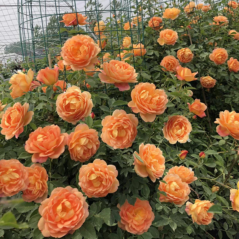 藤本月季夏洛特夫人女郎攀爬藤蔷薇拱门黄色好养易活花期长的花苗