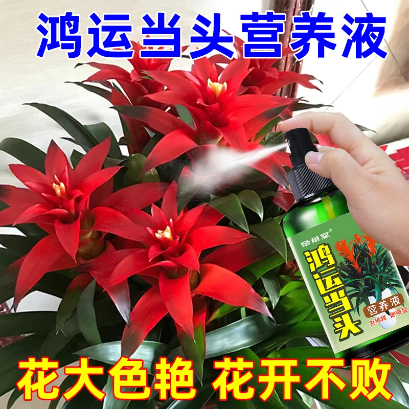 【厂家直销】鸿运当头催花营养液专用肥不开花促花延长花期花色退
