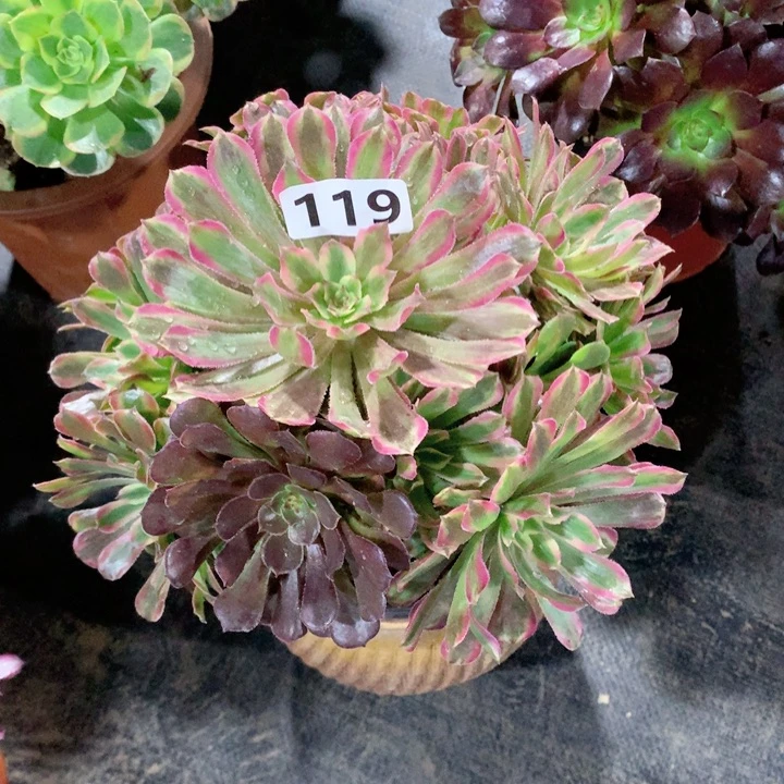 糖果粉代119脱土裸根发货