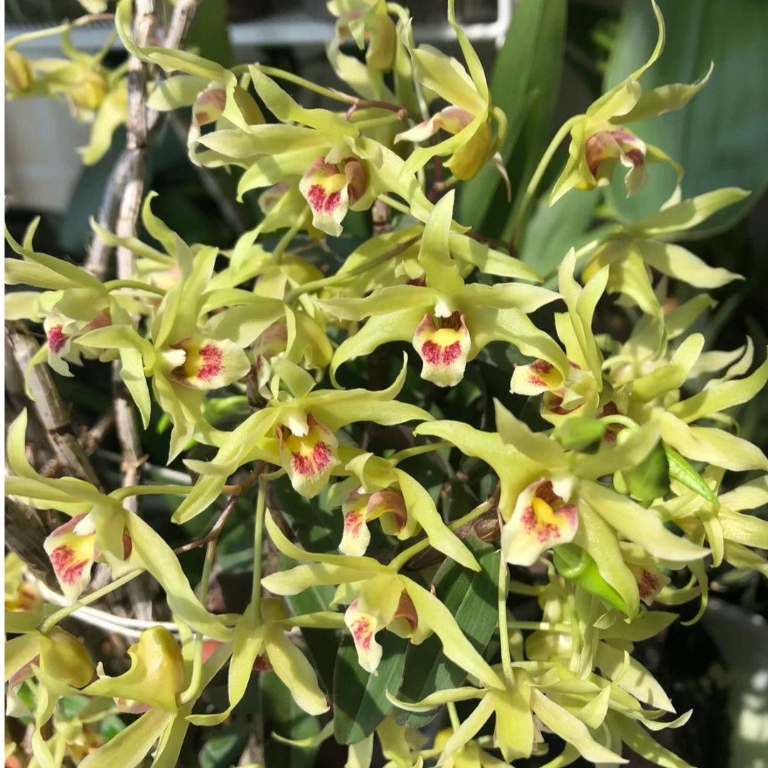 【芸芊精选】云南高山（铁皮石斛）开花好看好吃花色小清新石斛佳品