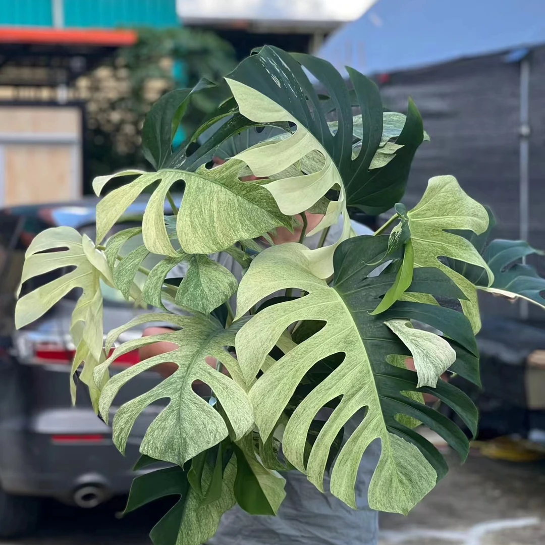 泰国进口薄荷龟背竹拉丁学名:Monstera Mint养护土壤种植遮阴