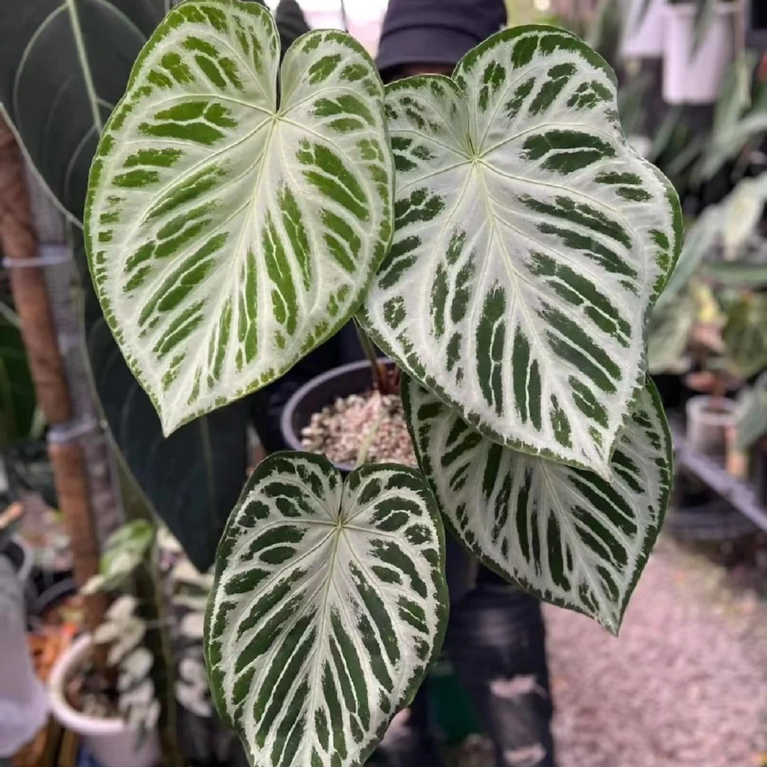 银刷子花烛 Anthurium silver blush天南星科花烛多年生观叶植物